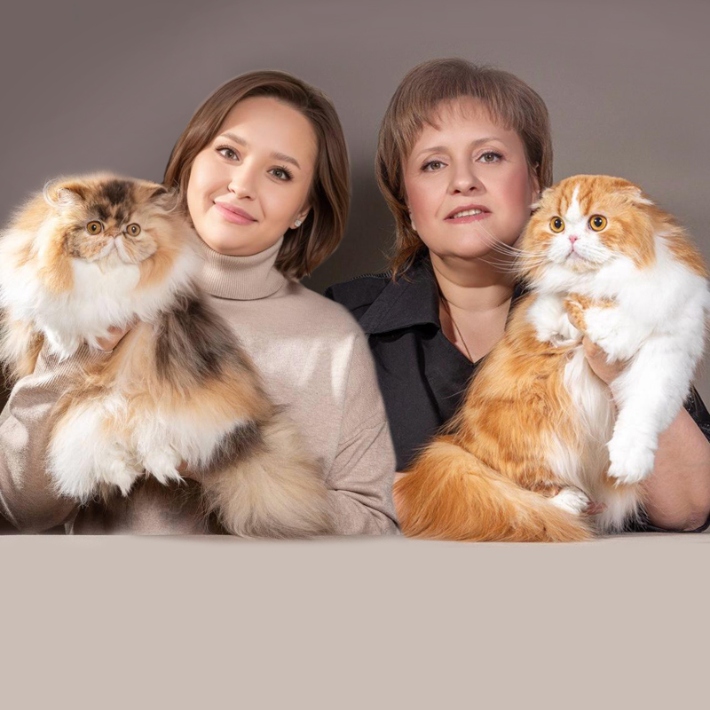 Кошки - сложные породы простыми словами